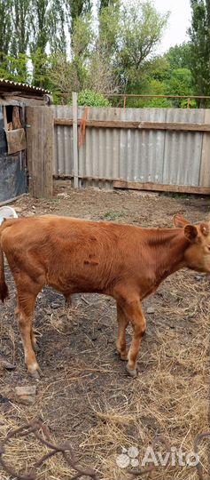 Бычок бычки телята теленок