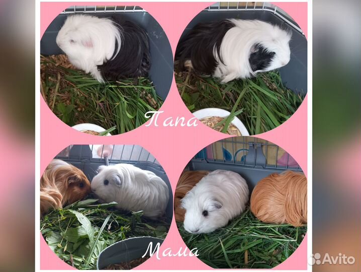 Морские свинки малыши