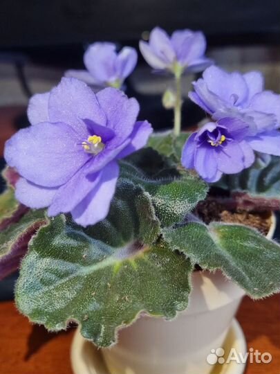 Фиалка в горшках Кайеркан