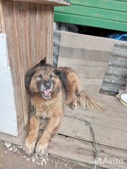 Буян ищет дом