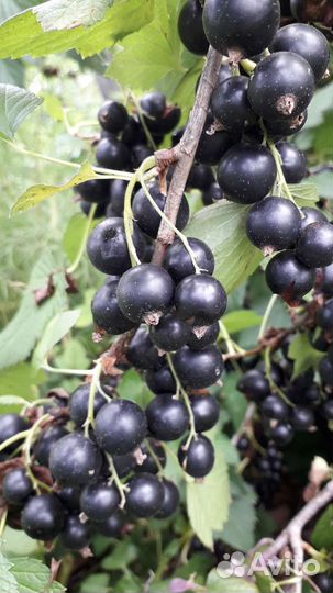 Плодовые деревья и кустарники