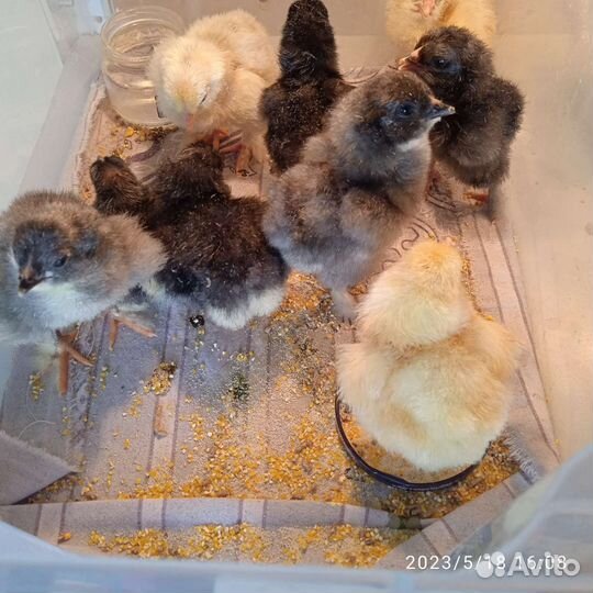 Цыплята брама