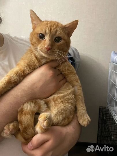 Котик