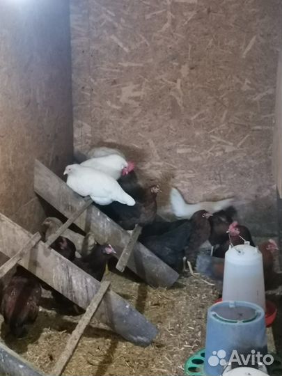 Продам петушков