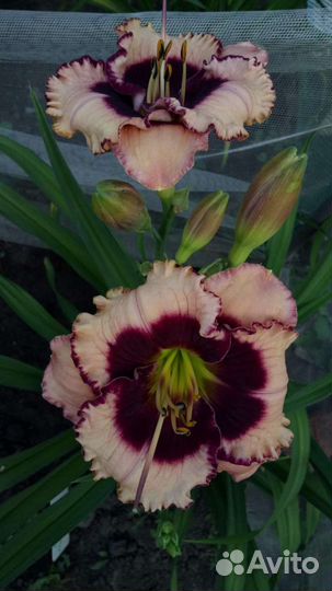 Сортовой лилейник Cristal Pinot