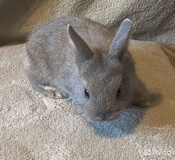 Кролики карликовые (окрас серый, кремовый, рыжий)