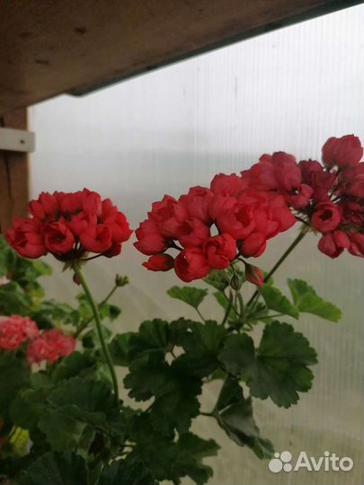 Пеларгония герань