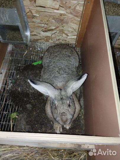 Кролики разных пород