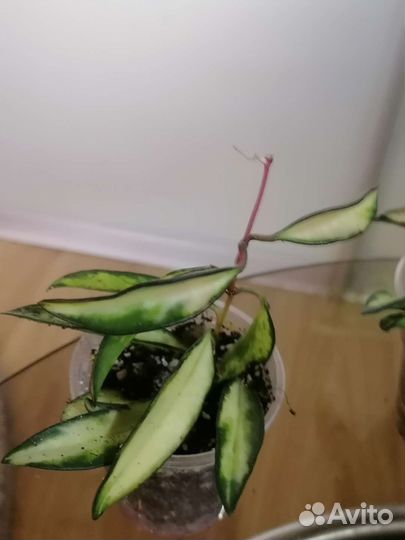 Хойя вайети триколор