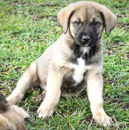 Щенки ищут дом