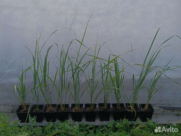 Злаки Вейник остроцветковый Карл Форстер опт/ роз