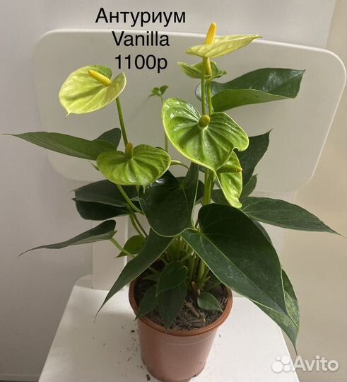 Антуриум Vanilla