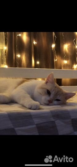Отдам кота в добрые руки