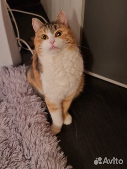 В дар трехцветная молодая кошка бесплатно
