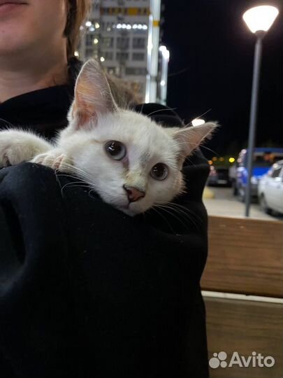 Котята в добрые руки бесплатно