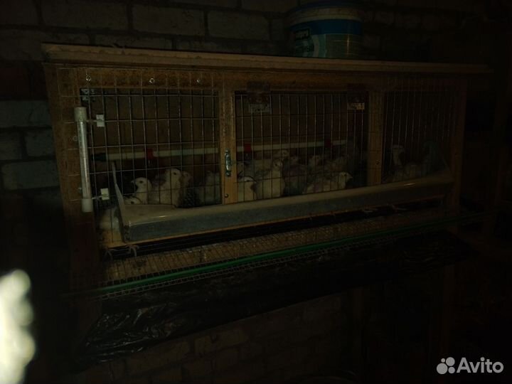 Клетки для перепелов бу