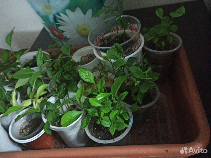 Пророщенные из косточек лимон и мандарин