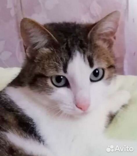 Фенечка в поисках доброго сердца., 3 года