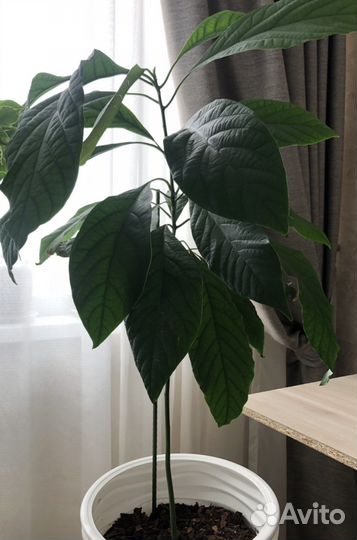 Авокадо дерево