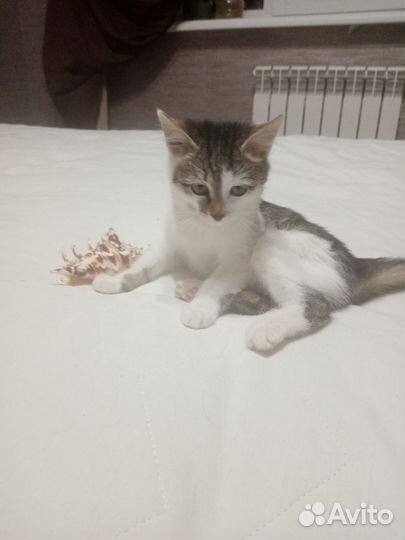 Котенок
