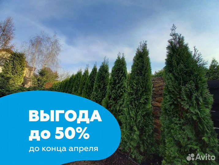 Туя смарагд оптом