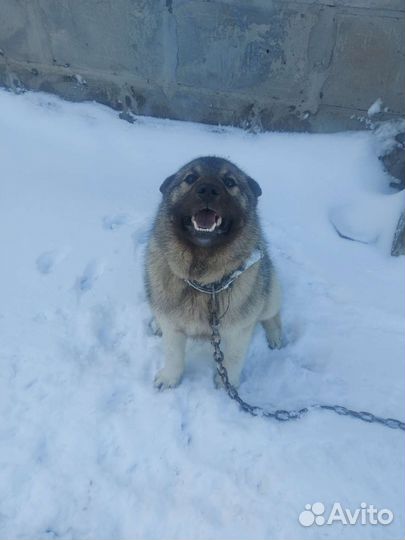 Вязка кобель Норвежский серый элкхунд