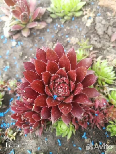 Молодило, садовые, суккуленты