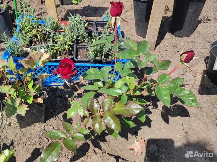 Кустовые розы 2,3 х летки, взрослые розы