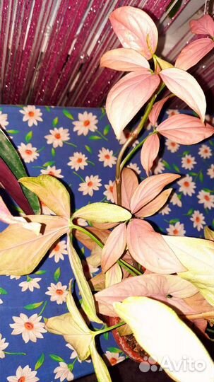 Домашнее растение Сингониум розоволистный