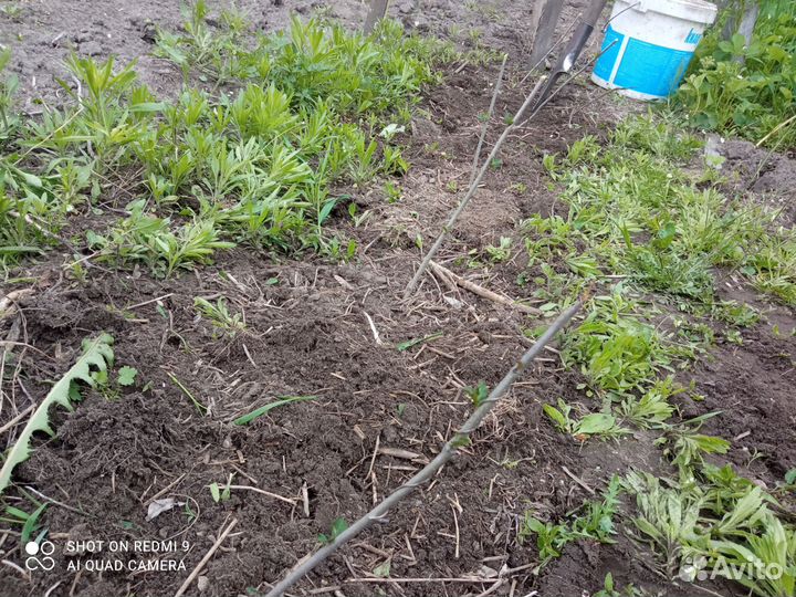 Черноплодка красота