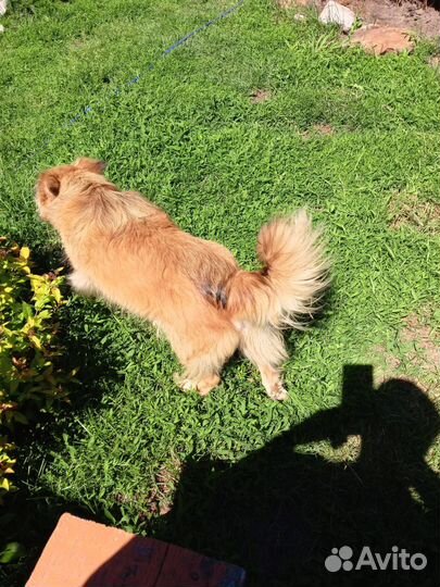 Щенок от маленькой собачки