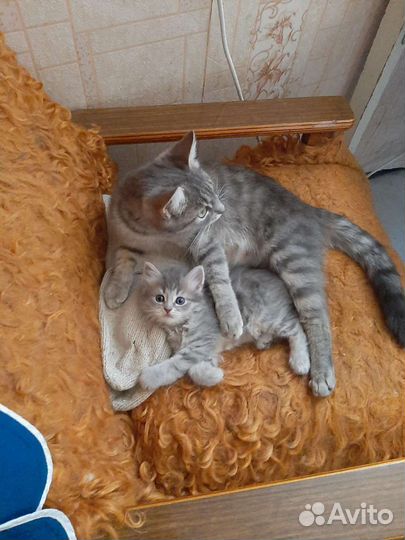 Кошка в дар бесплатно