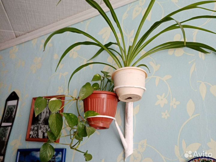 Хлорофитум и вьюн в настенной подставке