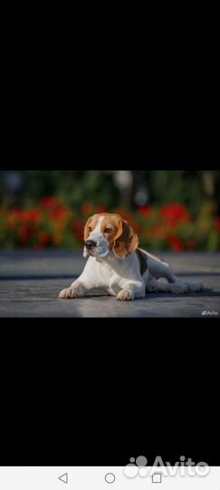 Щеночки Бигль