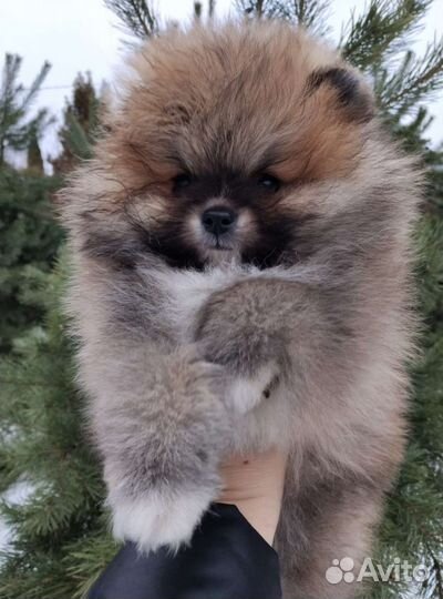 Померанский шпиц мини