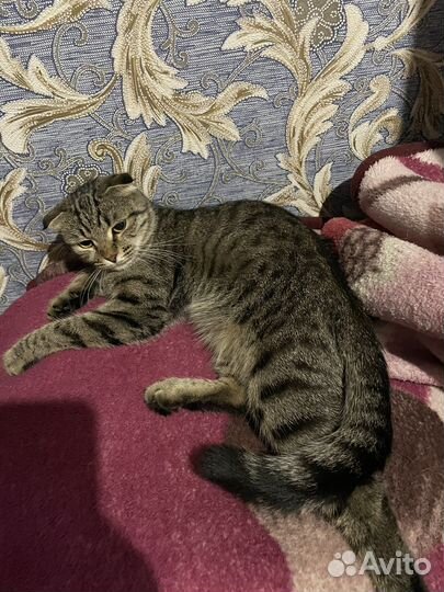 Шотландская вислоухая кошка в добрые руки