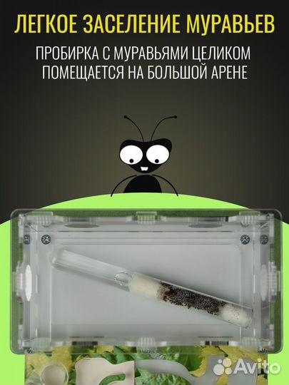 Муравьиная Ферма Стандарт Формикарий с гипсом