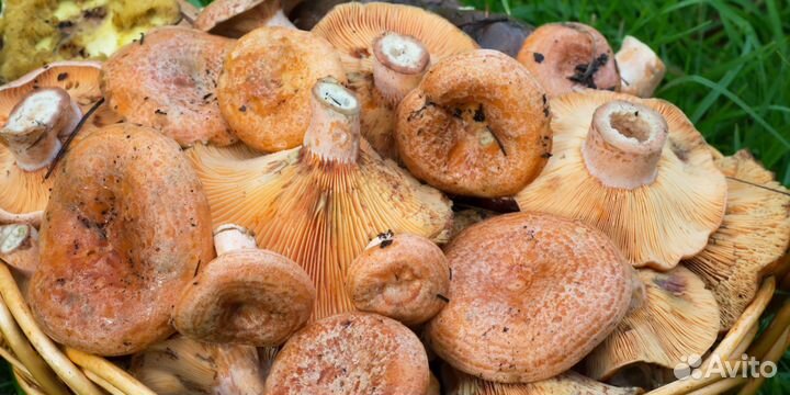 Грибы рыжики