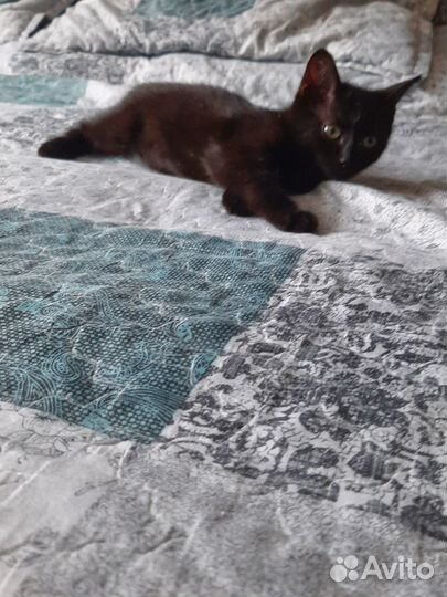 Отдам котенка в добрые руки