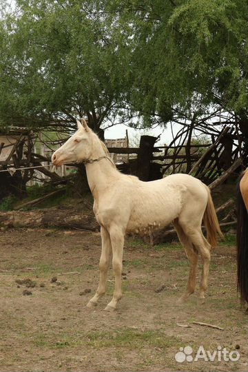 Ахалтекинец