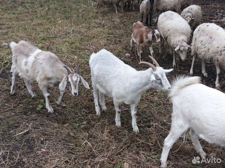 Продам козочек первородок