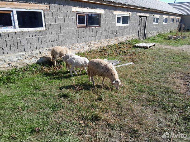 Овцы бараны ягнята