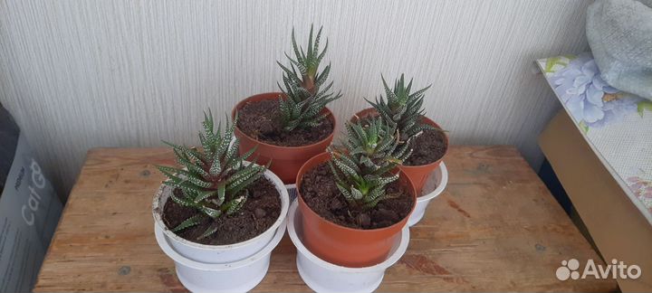 Хавортия, пеперомия,алоэ