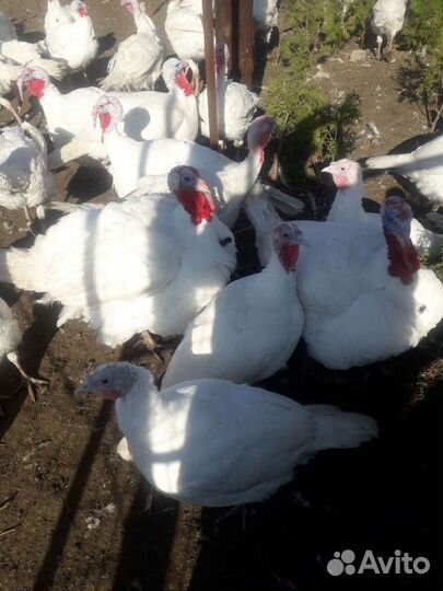 Индейка на праздничный стол