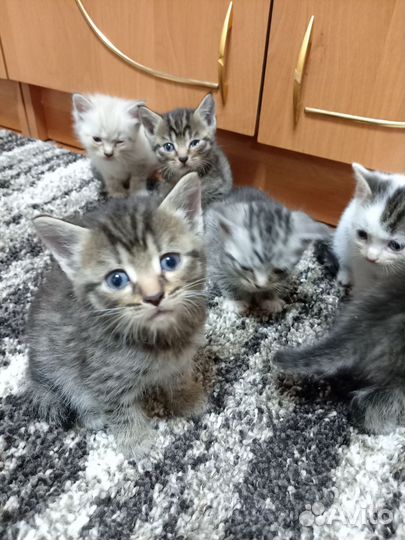 Кошка в дар бесплатно