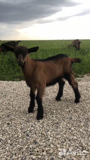 Чешский козленок