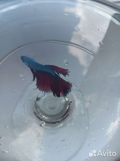 Рыбка-петушок