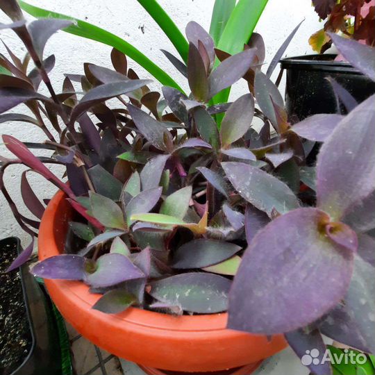 Традесканция