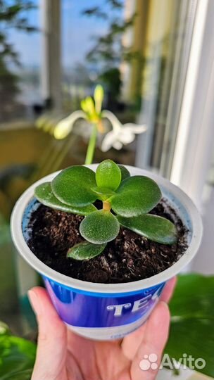 Цветы разные