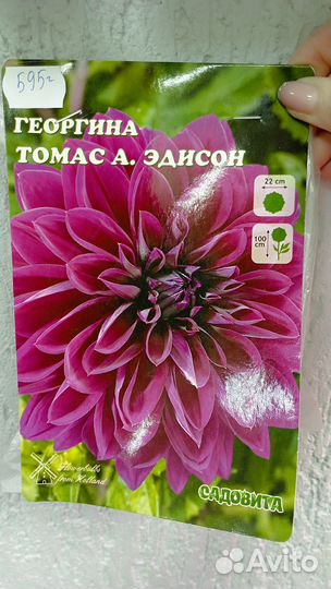 Продам сортовые клубневые георгины